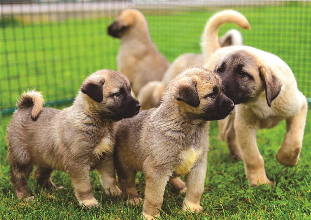 Kangal Köpeği (3).jpg
